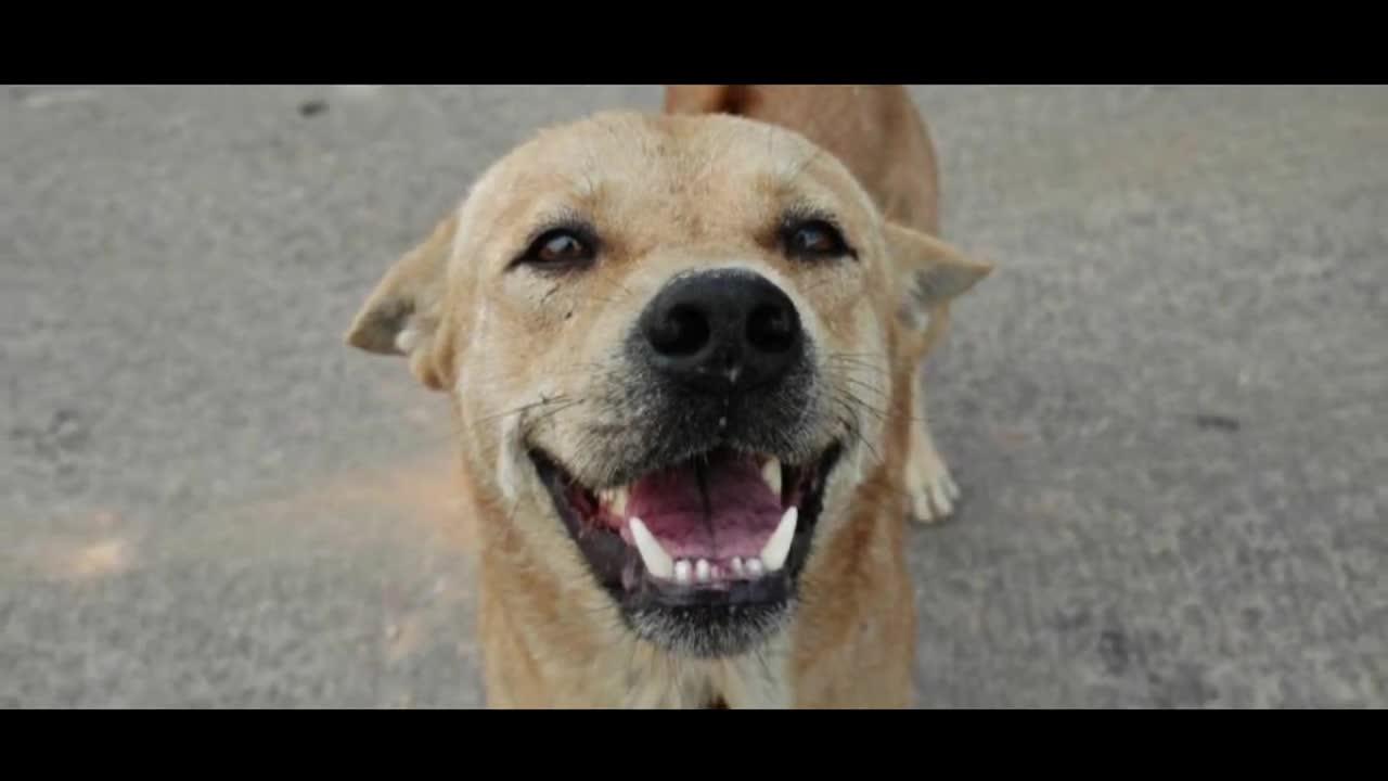 Funny smiling Dog | Dog video & Dog Images