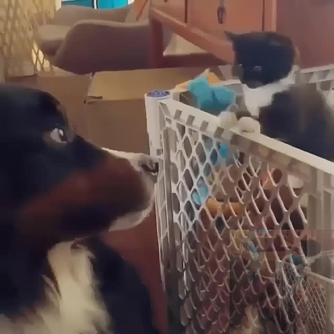 The cat hit the dog