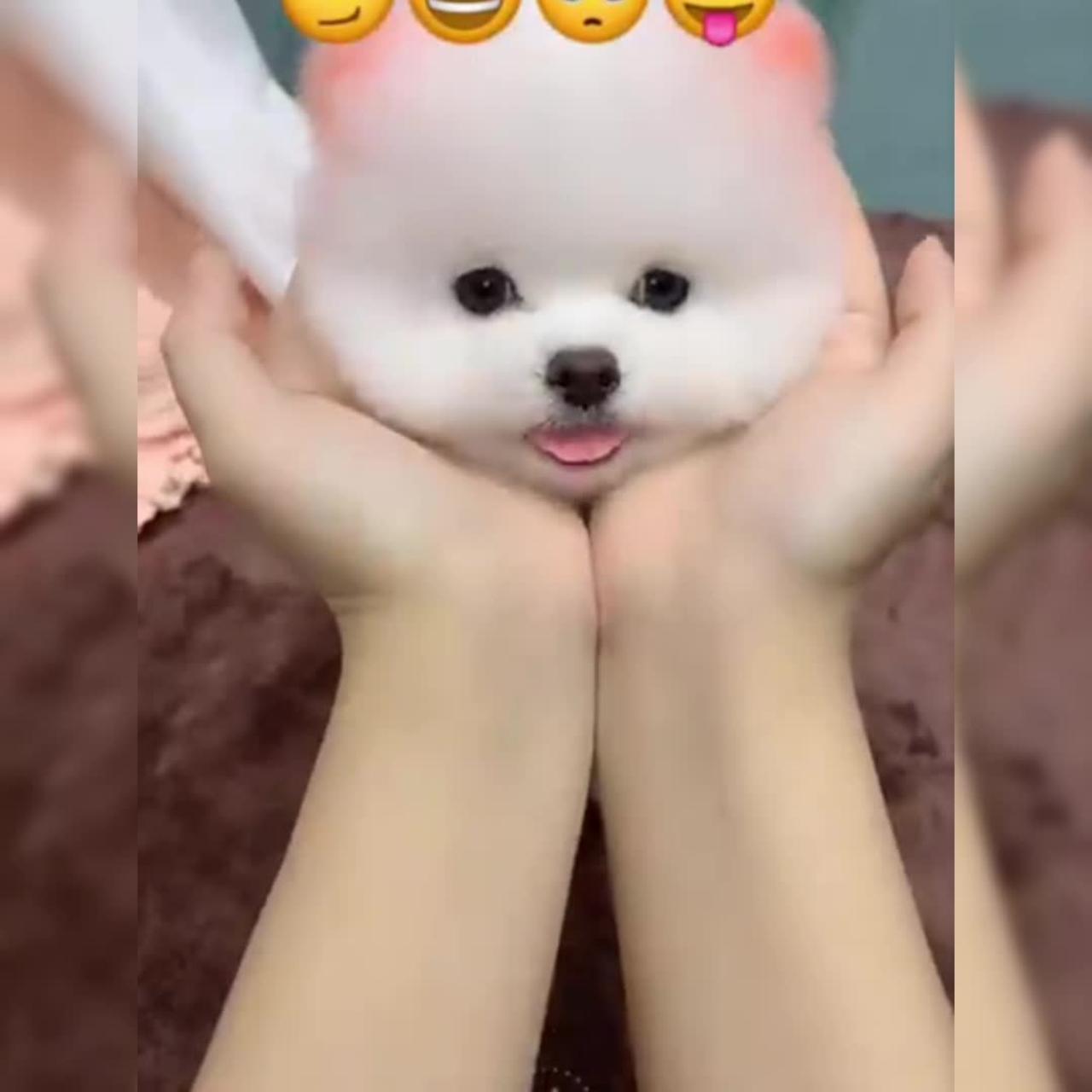 Cute and Funny Pomeranian Dog Videos