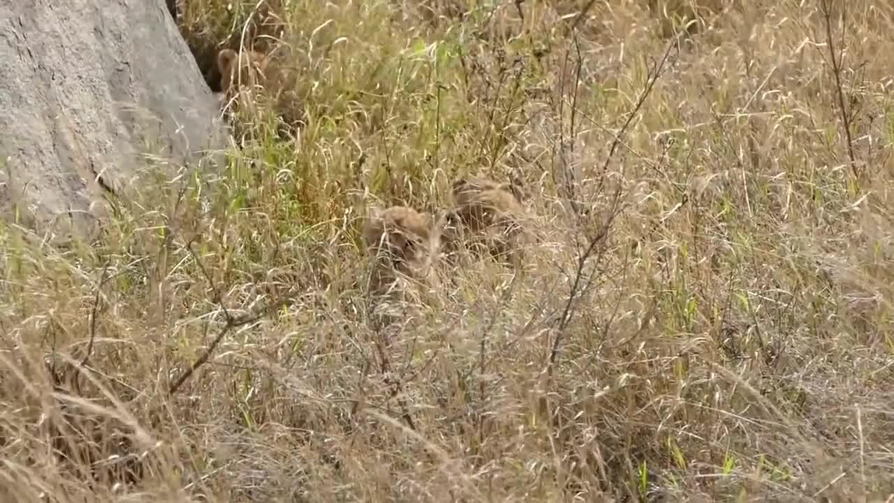 Adorable wildlife video
