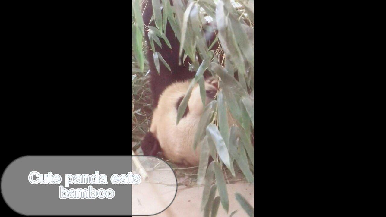 The animal in nature, the red panda, is so cute eating bamboo