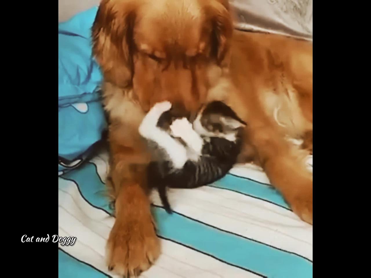 Doggy And Cat playing with each other 🖤