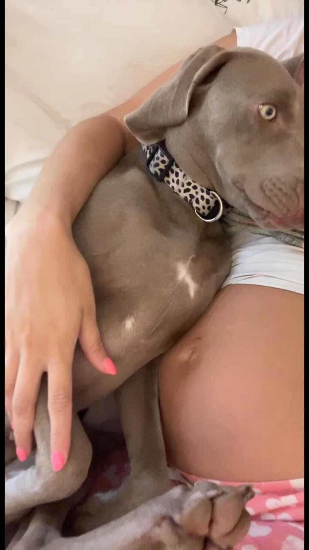 Weimaraner cuddles with mom's pregnant belly and gives her kisses!.MOV