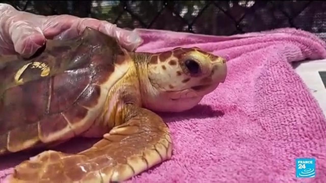 United States: Hotter summers mean Florida's turtles are mostly born female