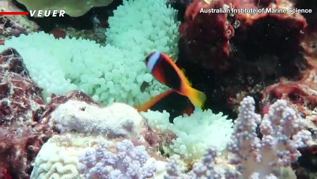 Some of Australia’s Great Barrier Reef Is Doing Better Than It Has in Decades