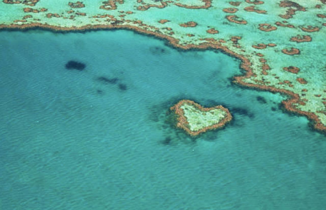Sections of Great Barrier Reef Show Highest Coral Coverage in Decades