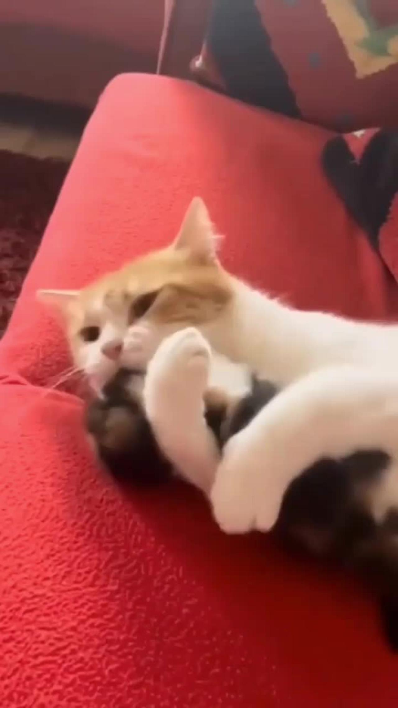 Cat Mother's love