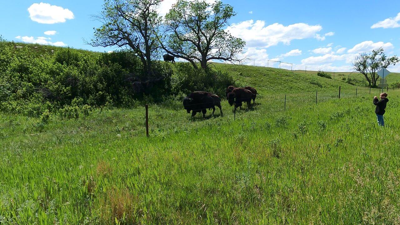Filming Bison in South Dakota