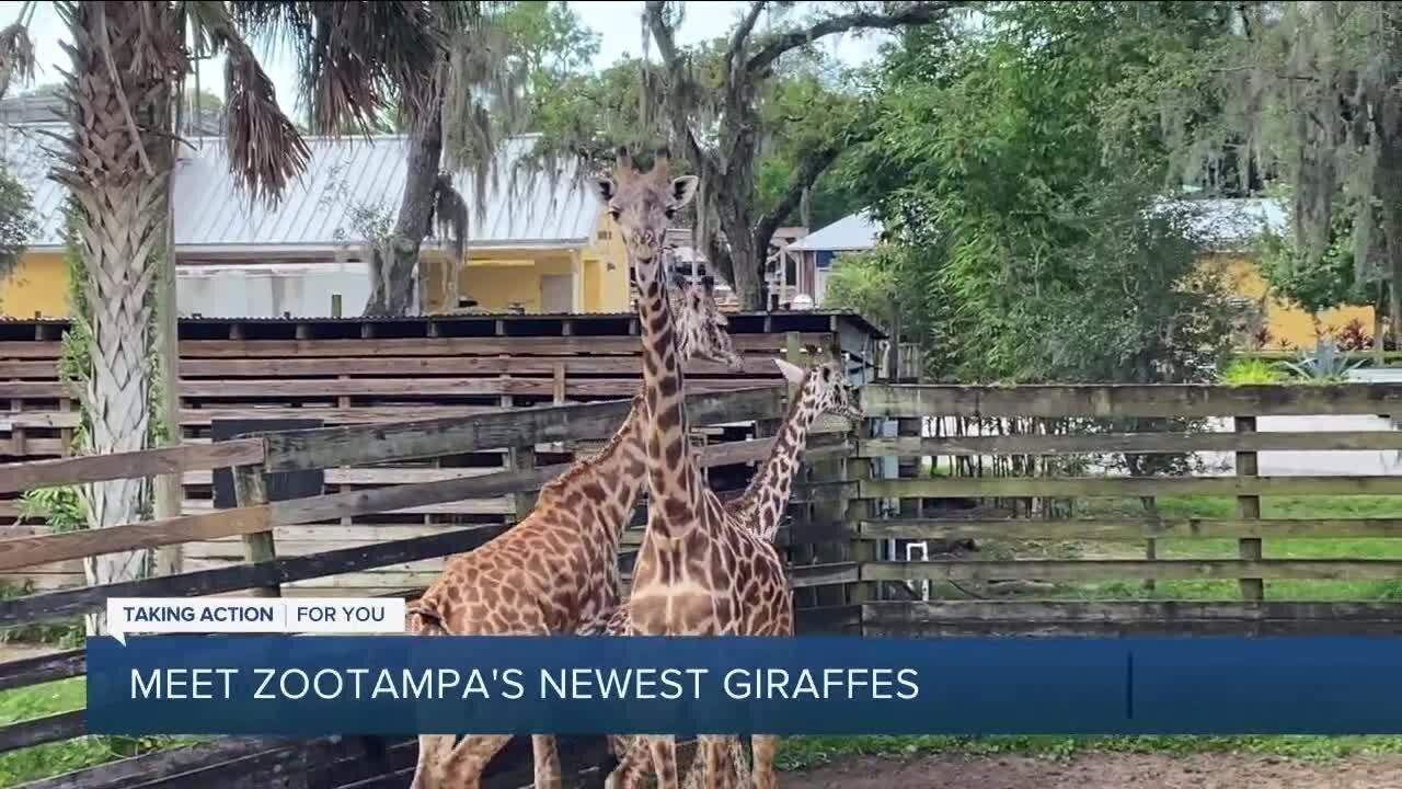 ZooTampa welcomes 3 new juvenile giraffes: Lilleeanne, Kylie and Tiana
