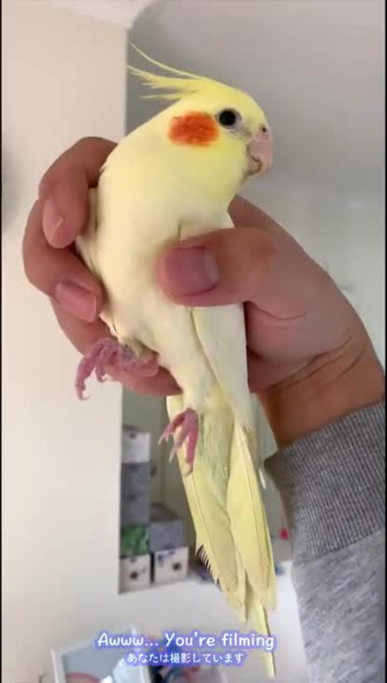 Not a bird, but a banana