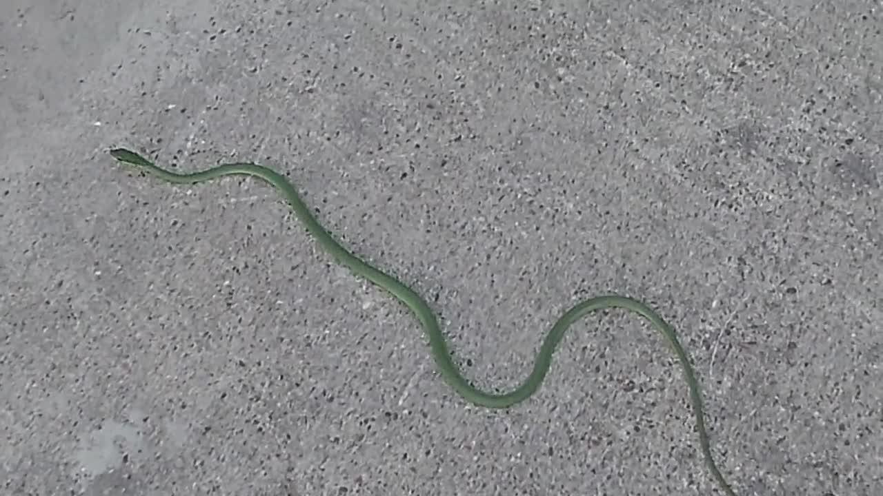 Rough Green Snake,  Non-Venomous