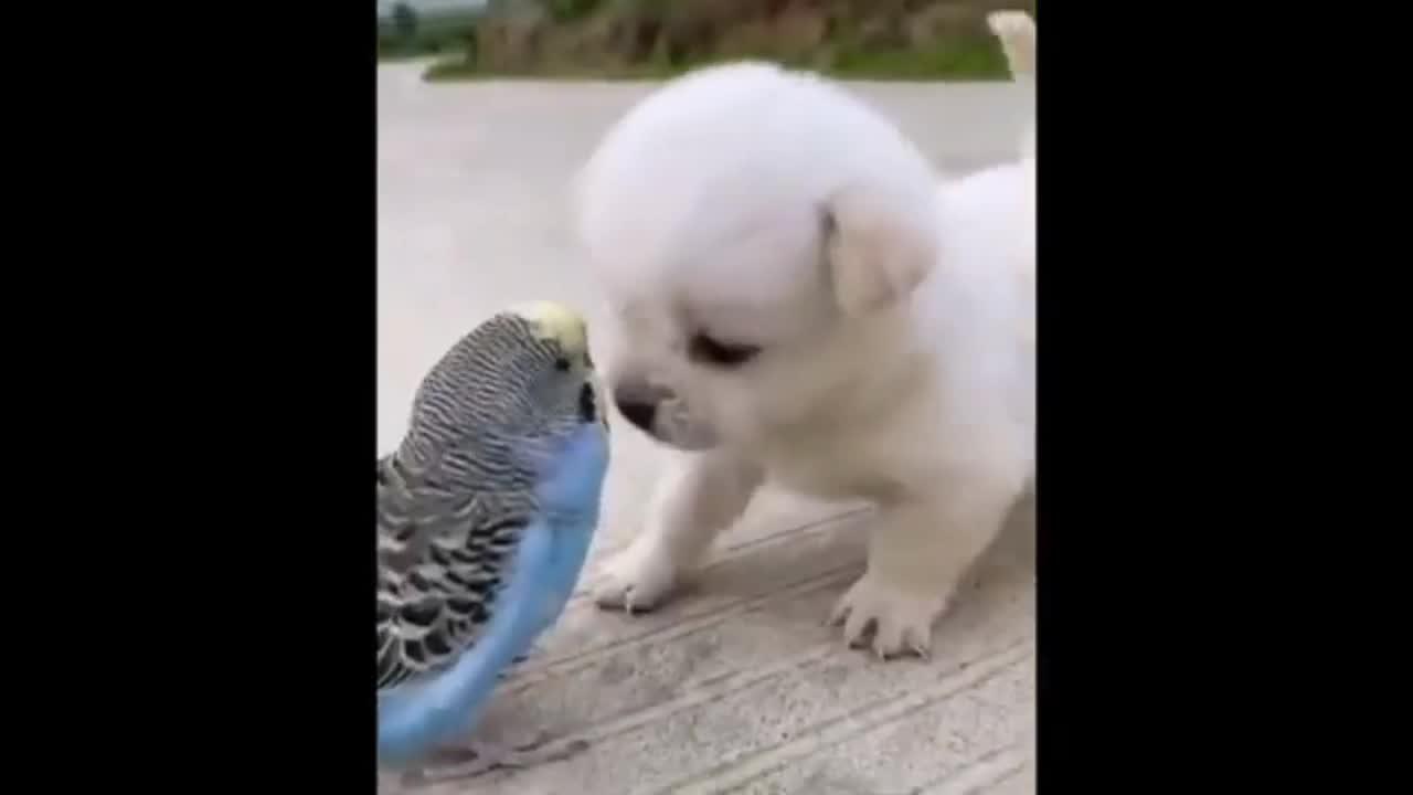 Love Between Dog And birds