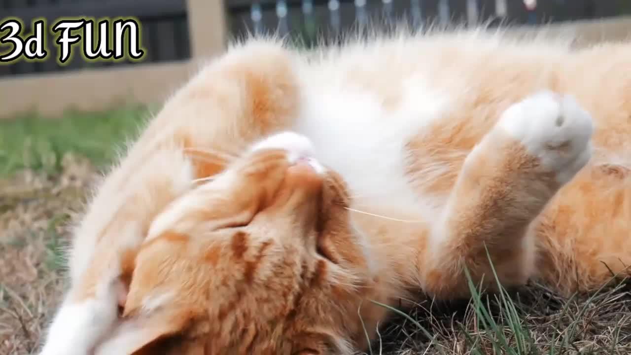 Funniest Cats 😹 - Don't try to hold back Laughter 😂 - Funny Cats life - compilation#1