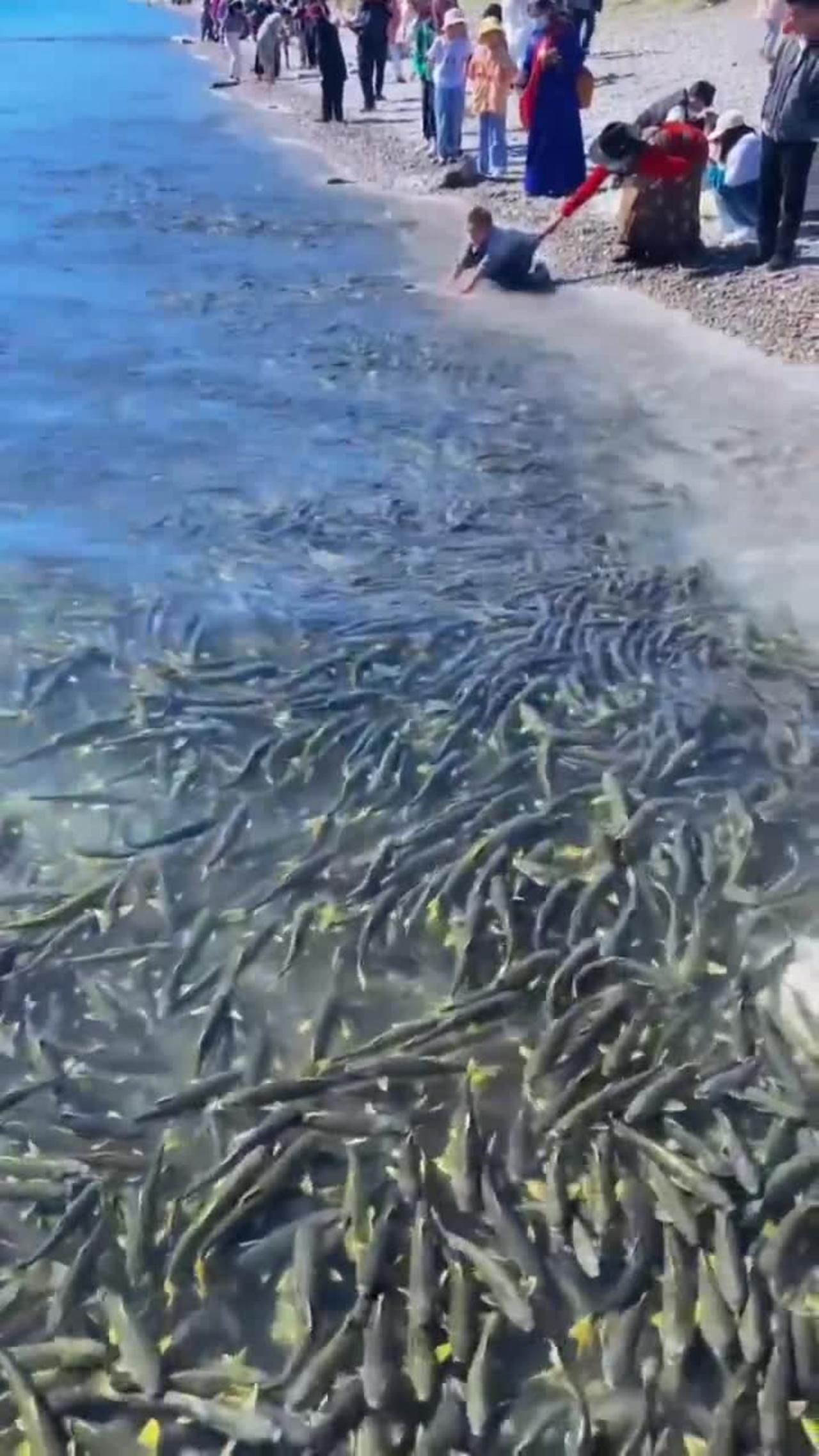 The migratory landscape of huang fish in Qinghai Lake