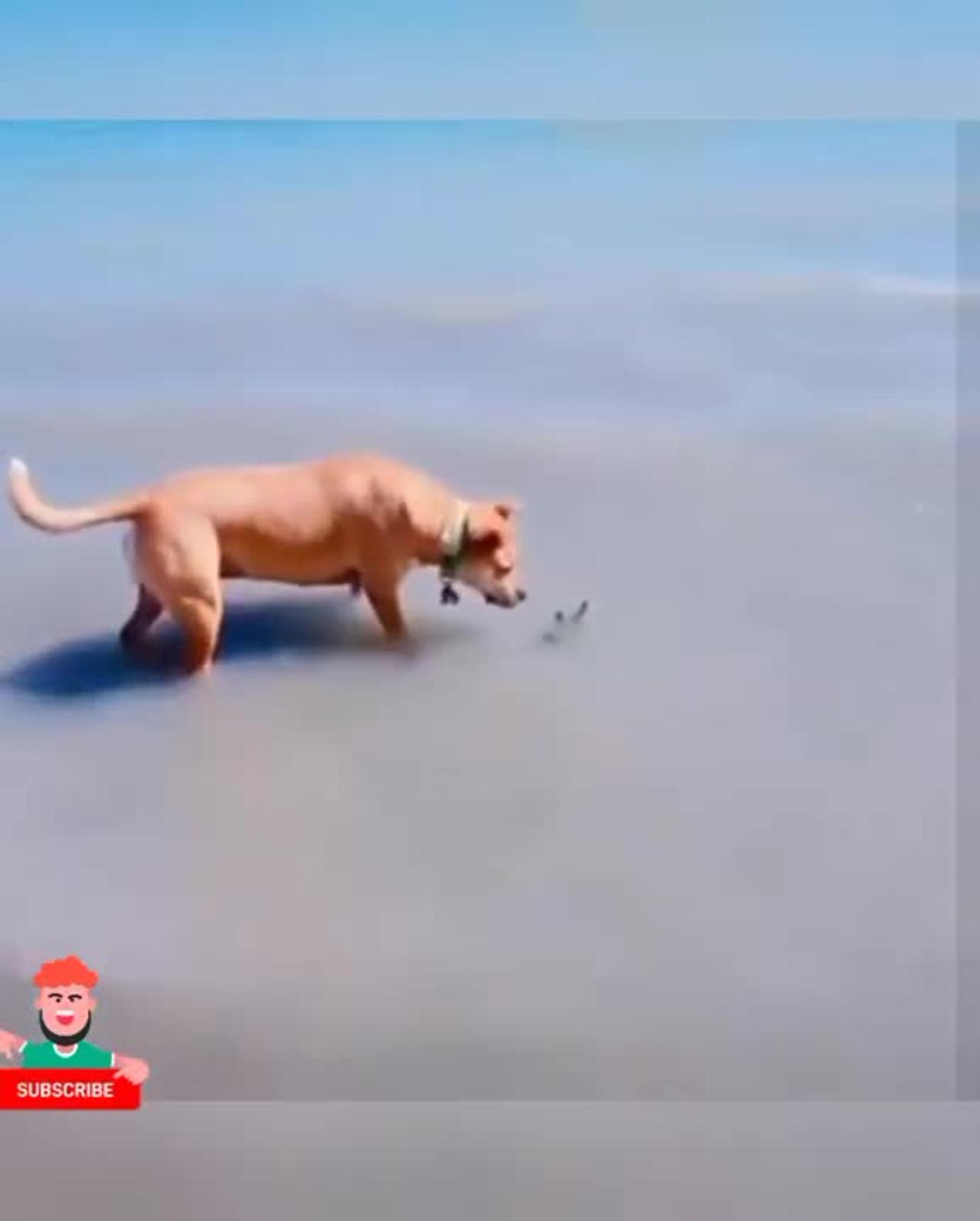 Cute dog funny videos 😂 / entertaining video