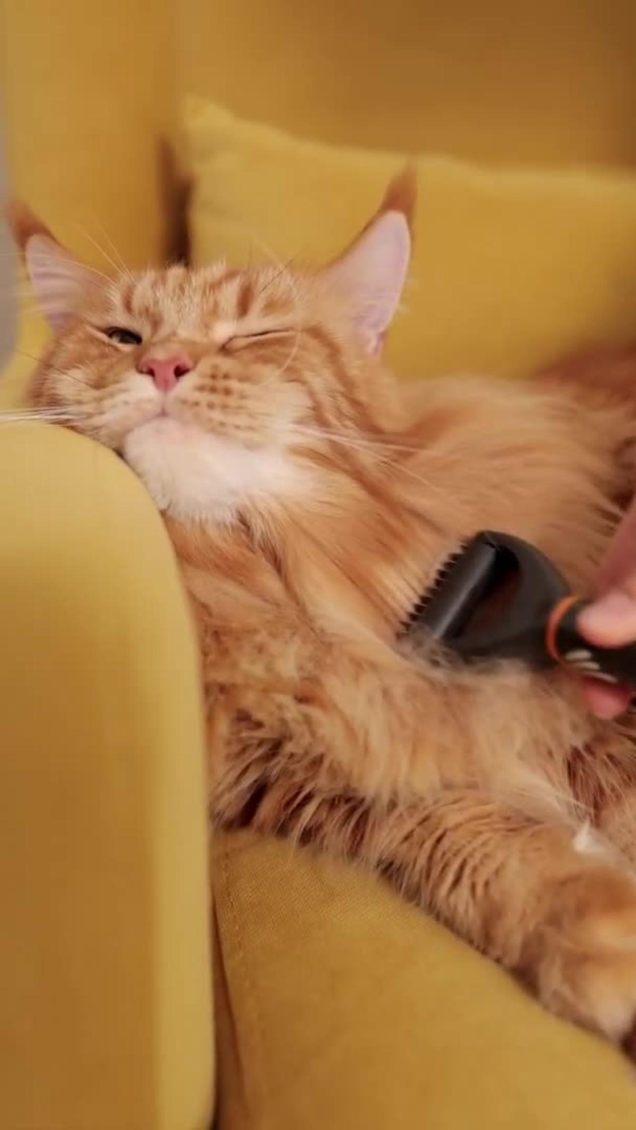 Cute Cat Brushing