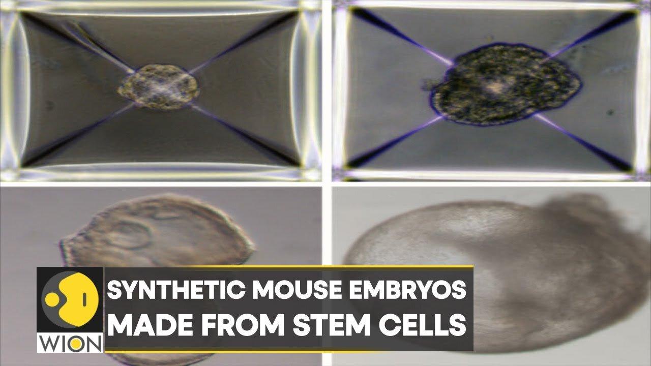 Israeli scientists create the world's first 'Artificial Embryos' | World Latest English News | WION