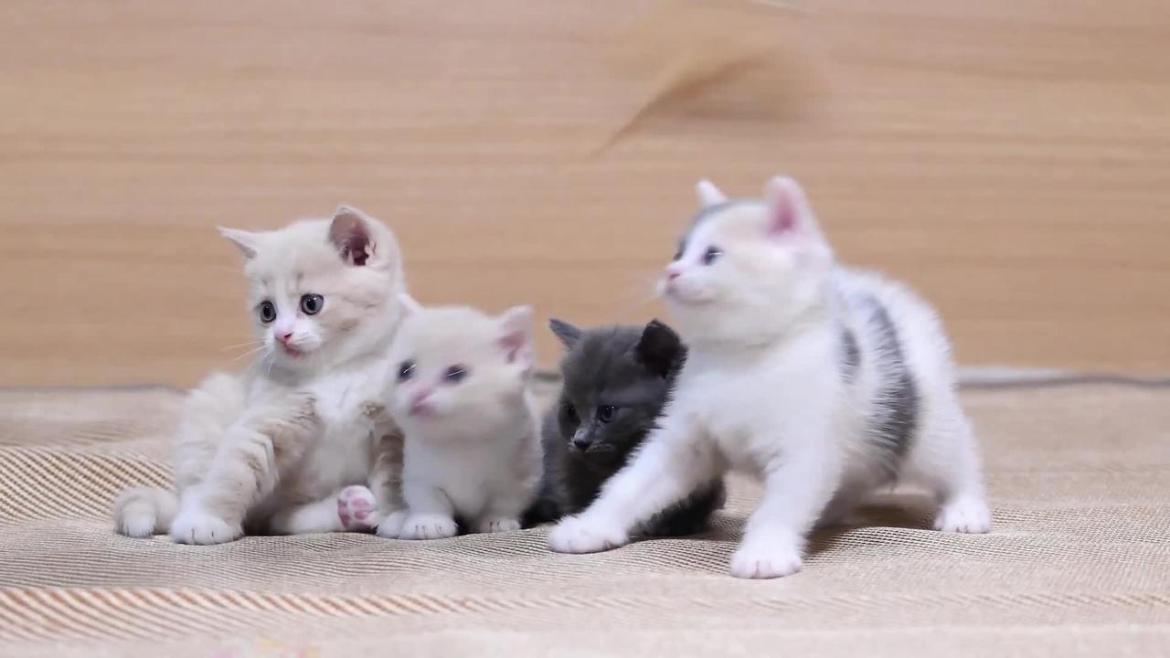 【cute pet world】There are four cute kittens for the show today, which one do you like better?