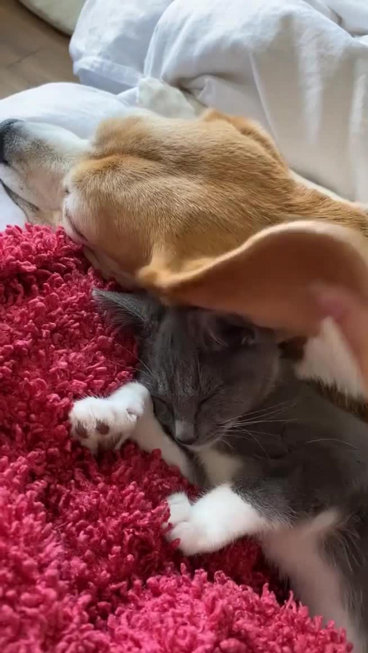 Cat using the dogs ears to blanket 😍🥰