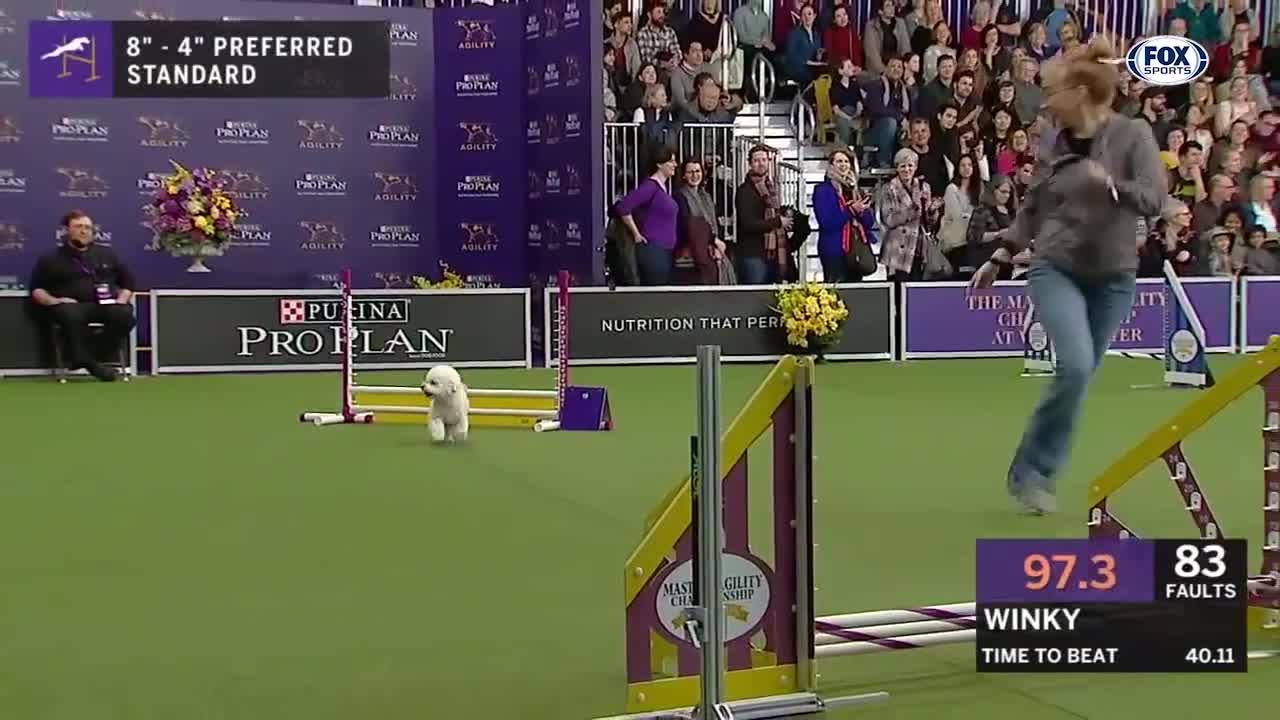 Watch 5 of the best WKC Dog show moments to celebrate National Puppy day