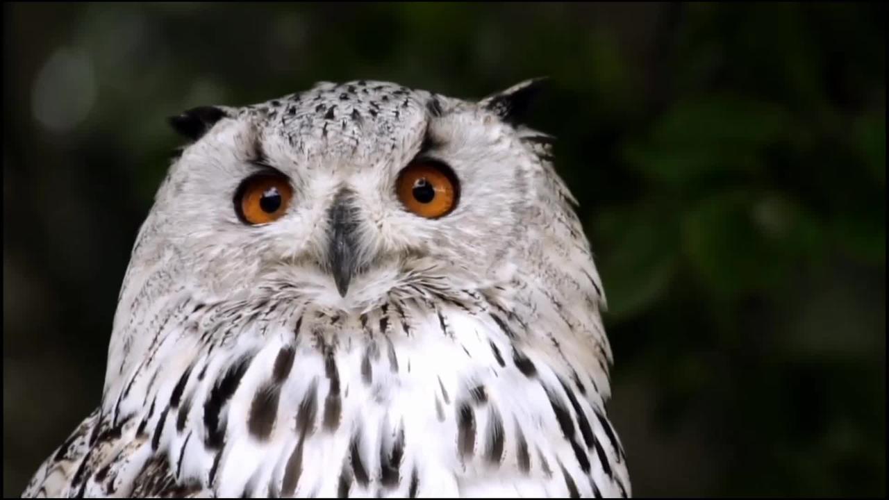 Most beautiful Owls on planet Earth