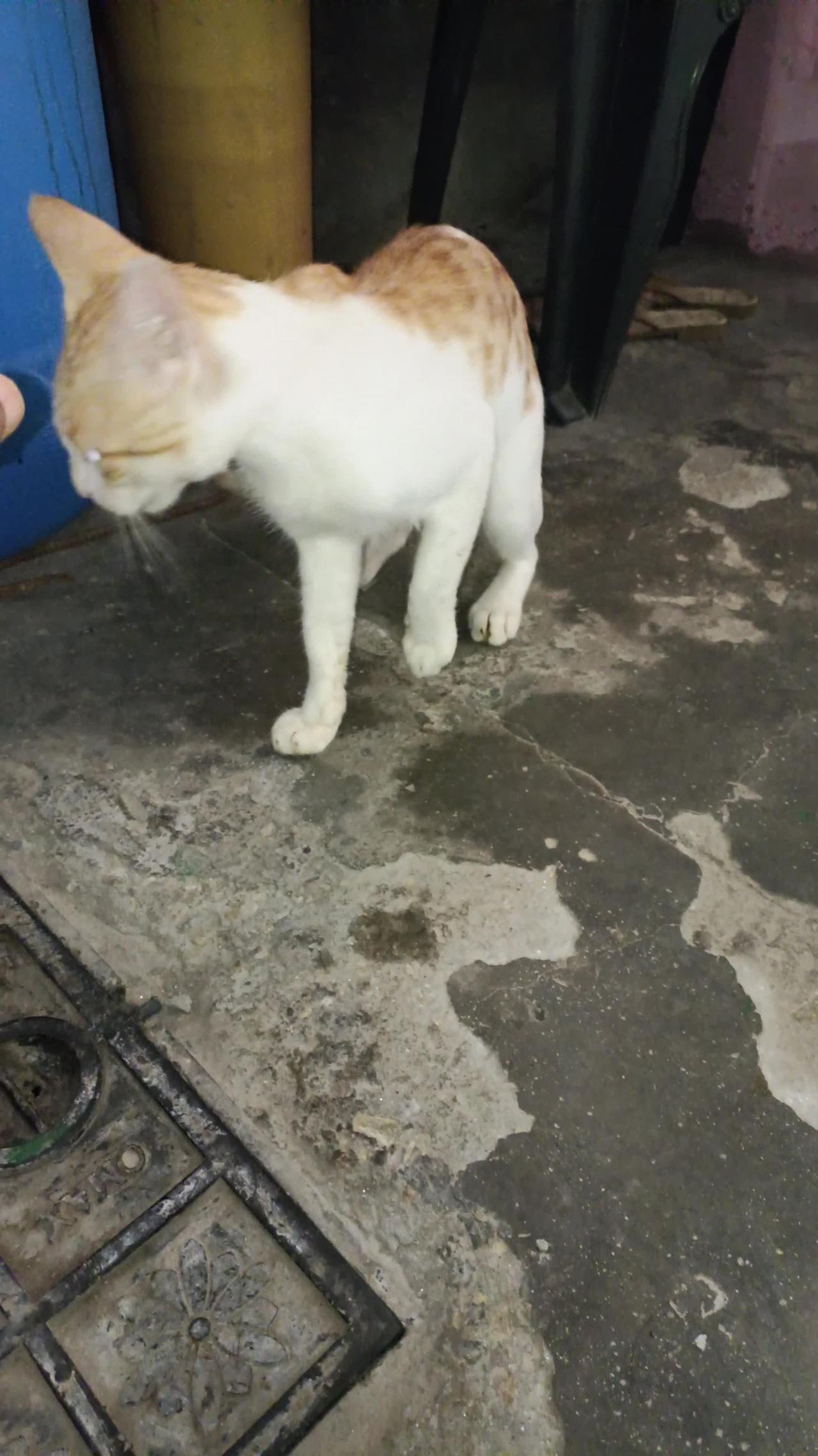 Cute cat comes here everyday! Cute cats! Animal