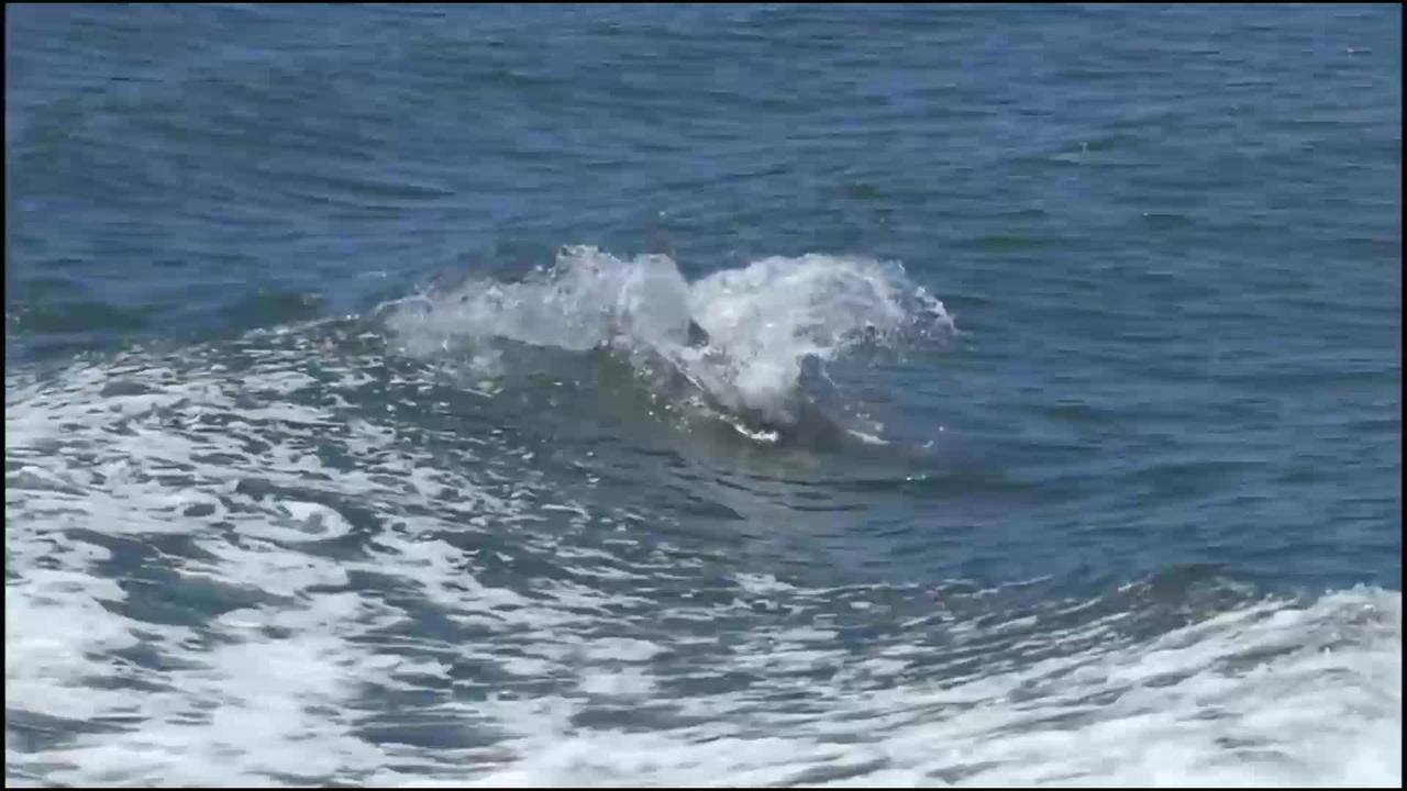 Wild Dolphins swimming in hd