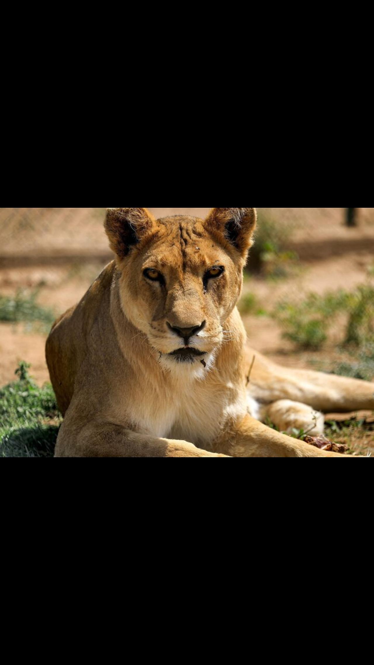 ONE HOUR of Amazing Animal Moments | lion king | wildanimalsplanet