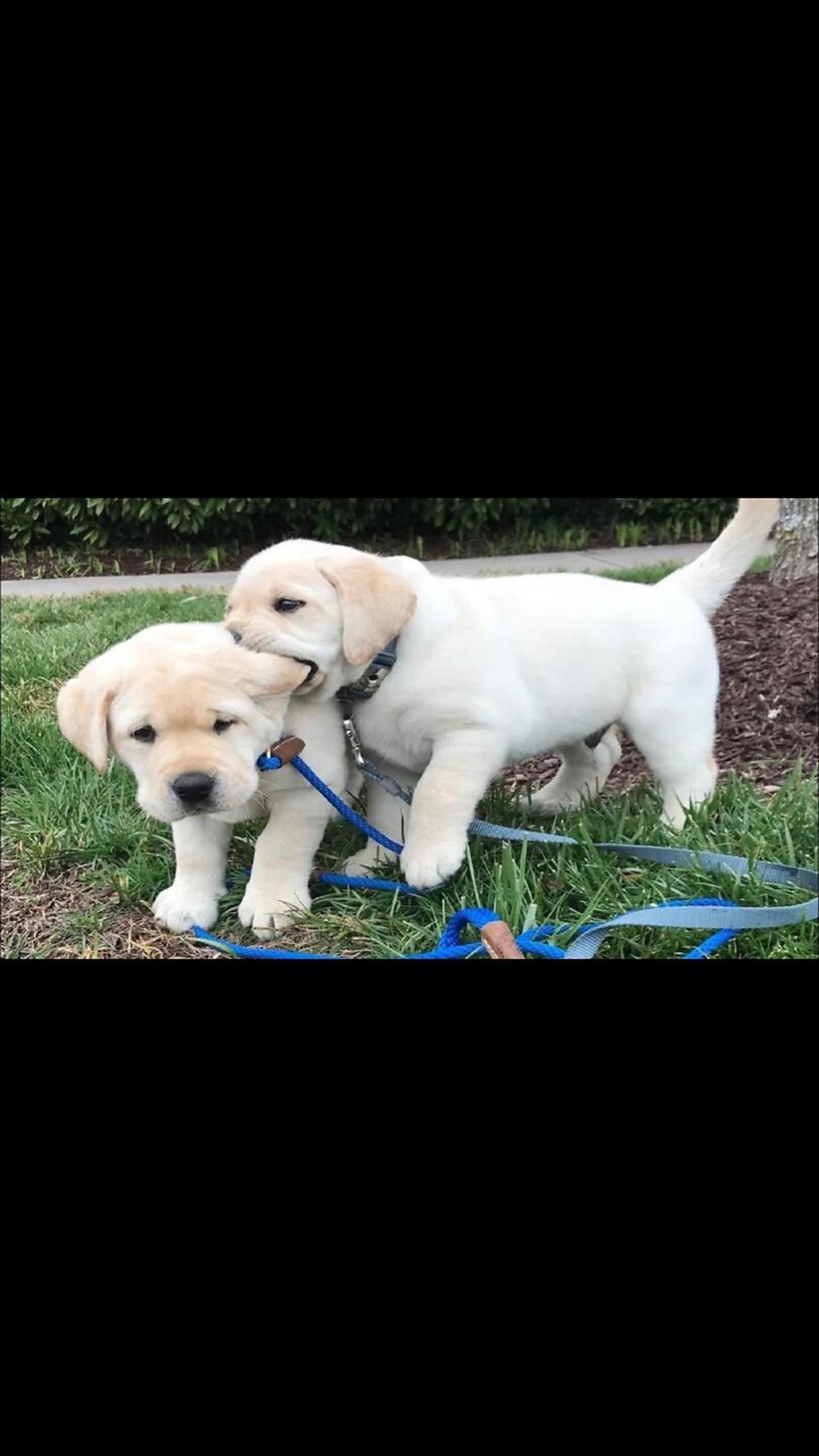 Funniest & Cutest Labrador Puppies #2 - Funny Puppy Videos 2020