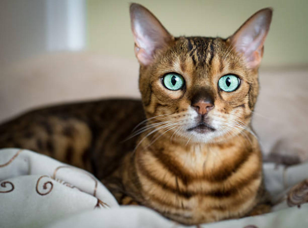 10 Weird Facts About Cats (International Cat Day, August 8th)