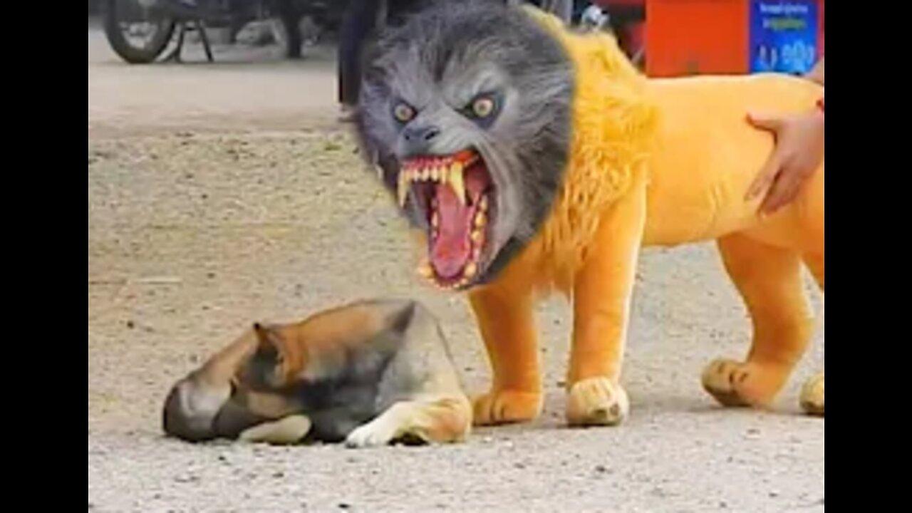 Fake Lion and Tiger Funny Troll Prank on Dogs