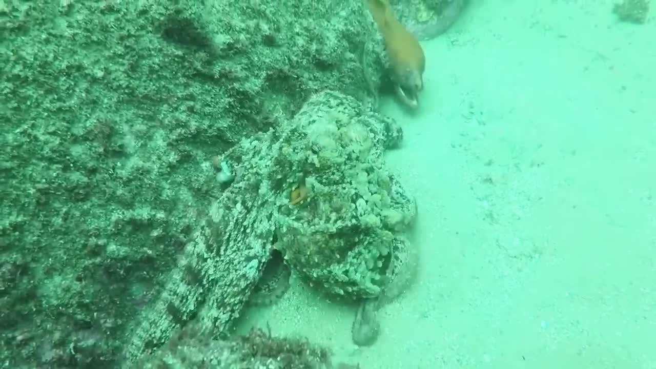 shark vs moray eel