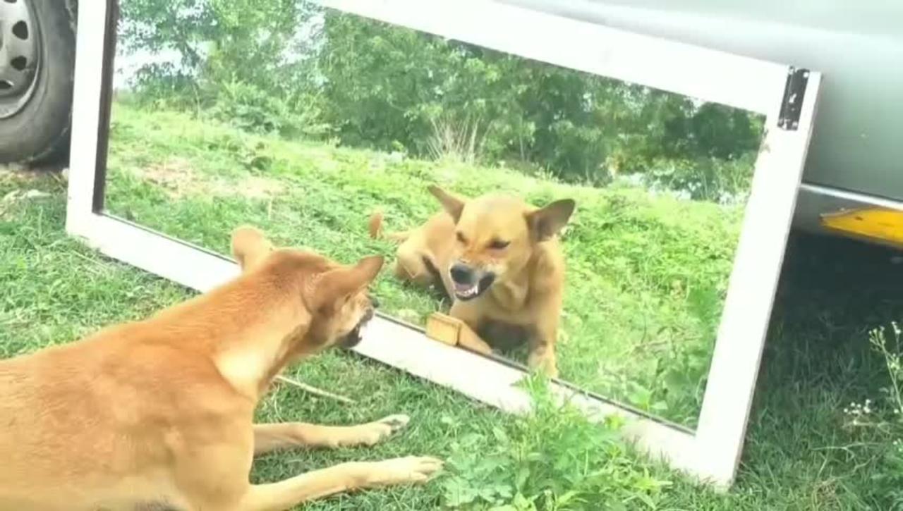 dog vs mirror prank | Mirror Prank For Dog Hilarious Reaction | Mirror Prank😂😂😂
