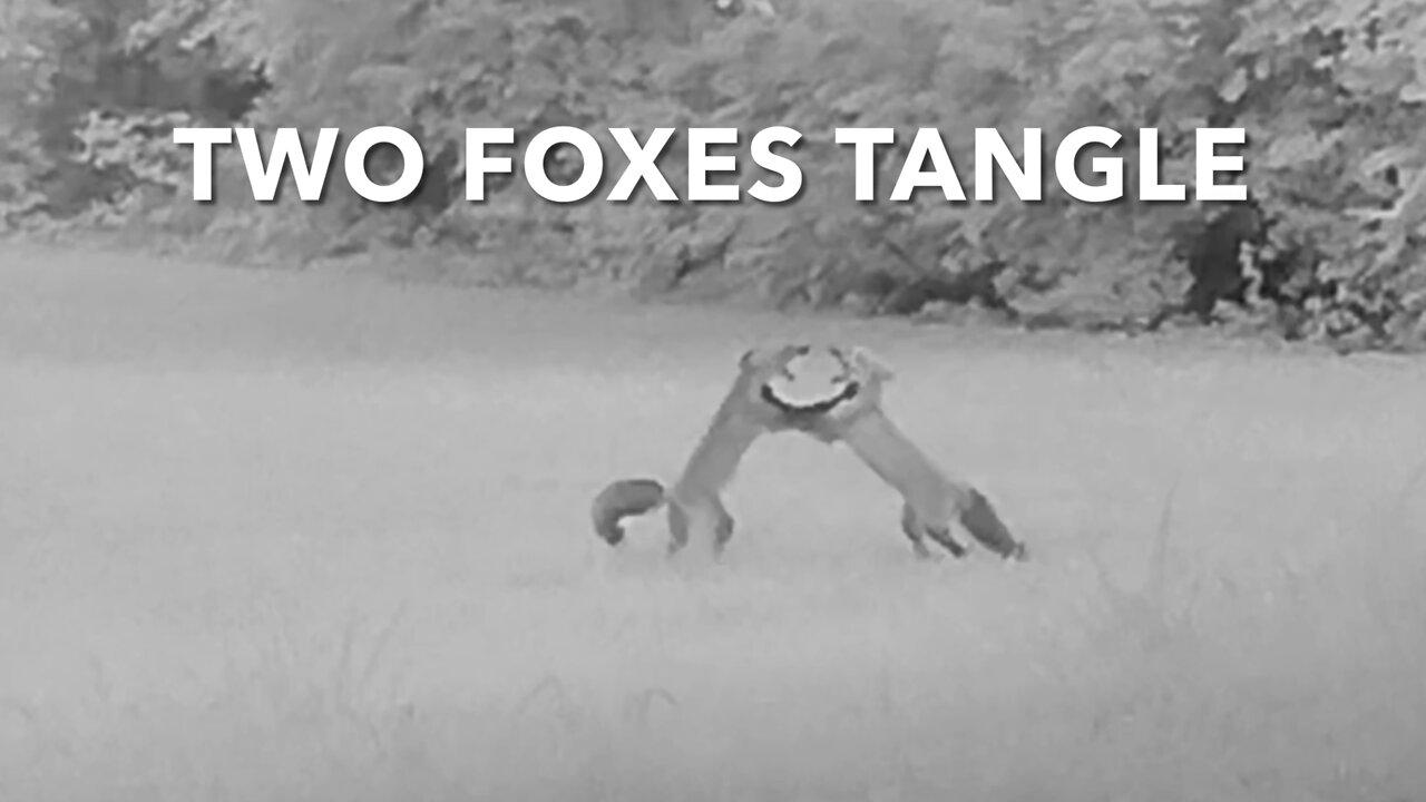 Two Foxes Tangle