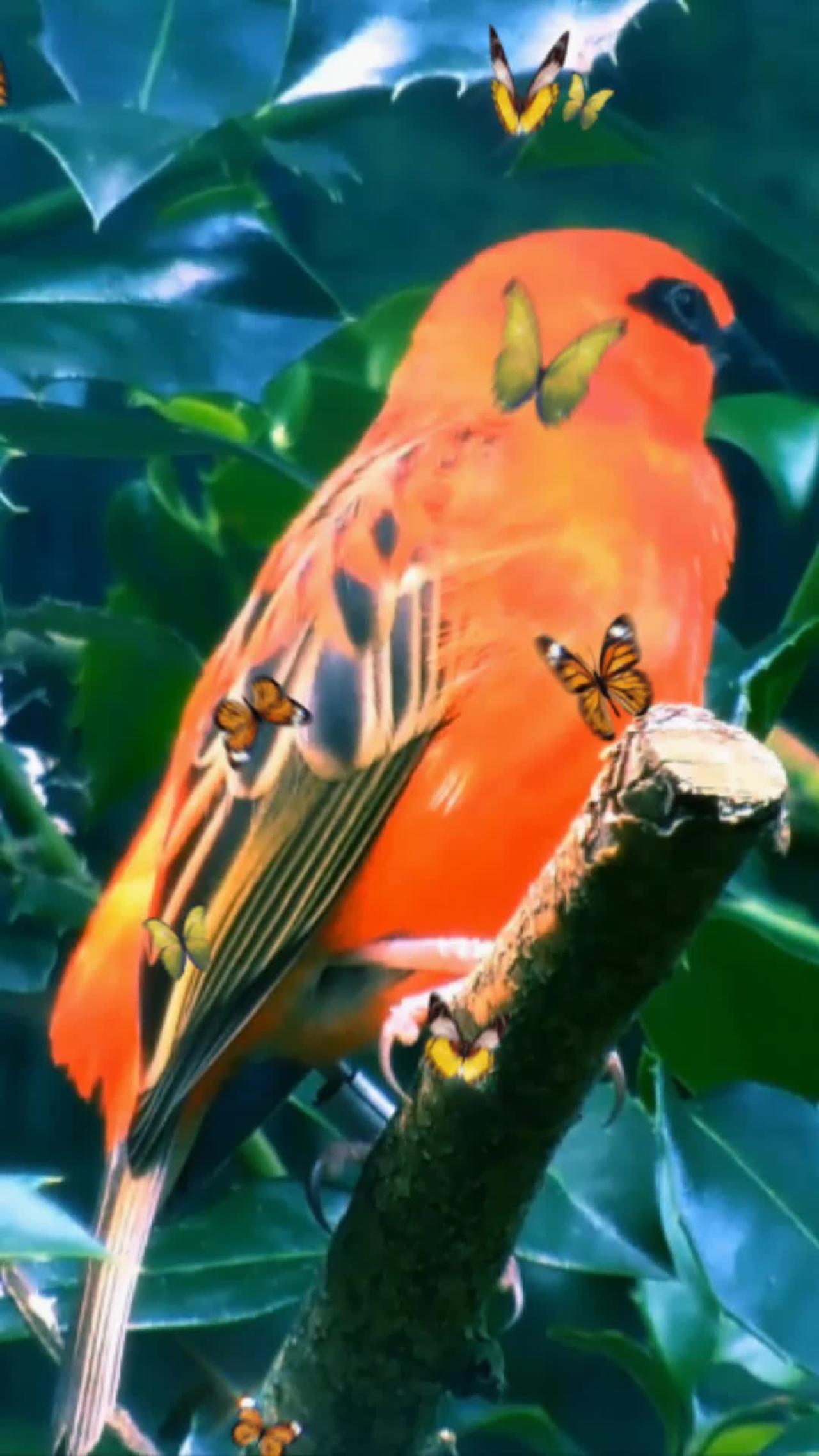 Beautiful 🐦🐦🐦🐦 Bird's Video/Beautiful 🐦🐦🐦 Bird's Compilation