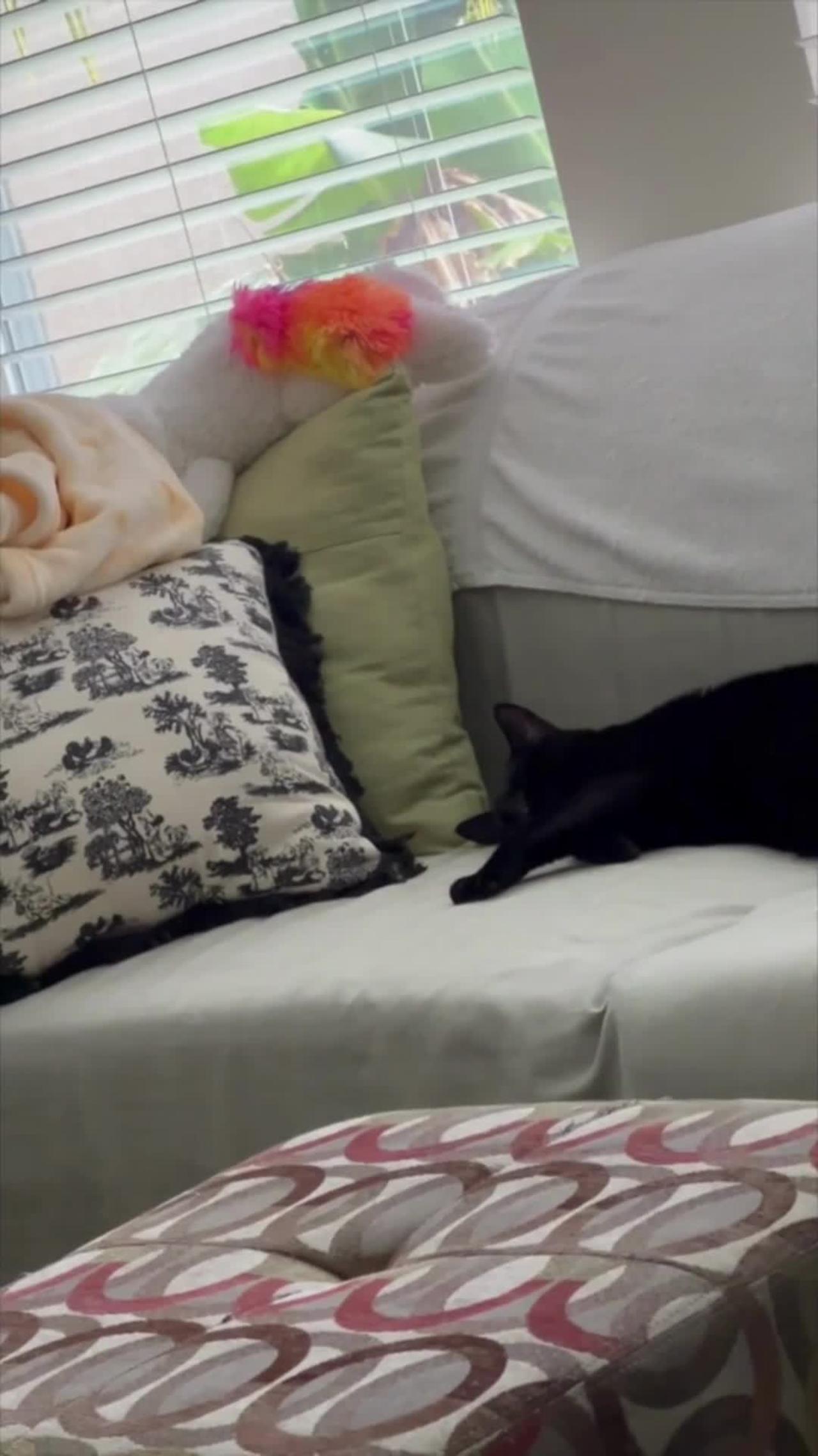 Adopting a Cat from a Shelter Vlog - Precious Piper Being a Couch Potato  #shorts