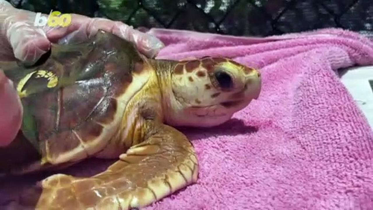 Florida’s Hot Summers Means Turtles Are Increasingly All Female