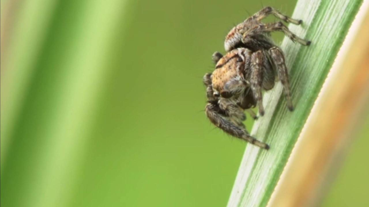 Scientists Say Spiders Exhibit Signs of R.E.M. Sleep