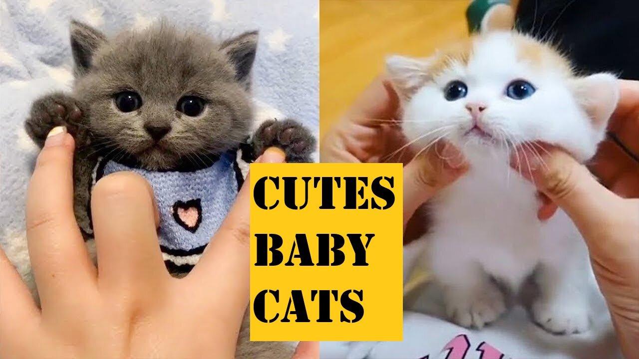 cute baby cats