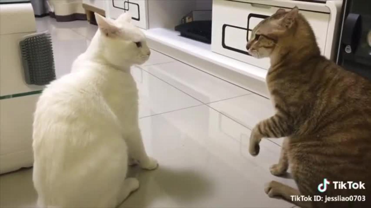 Speaking cats.These cats can speak english better than Hooman.