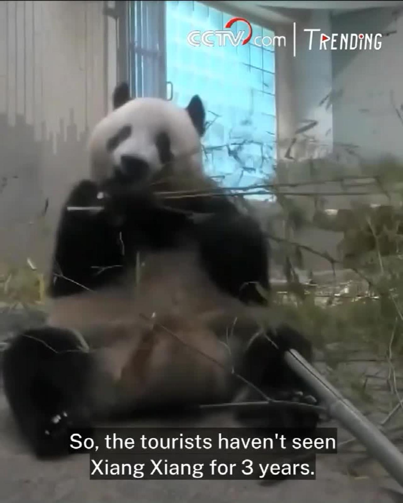 Giant panda Xiang Xiang turns 5 at Tokyo Zoo