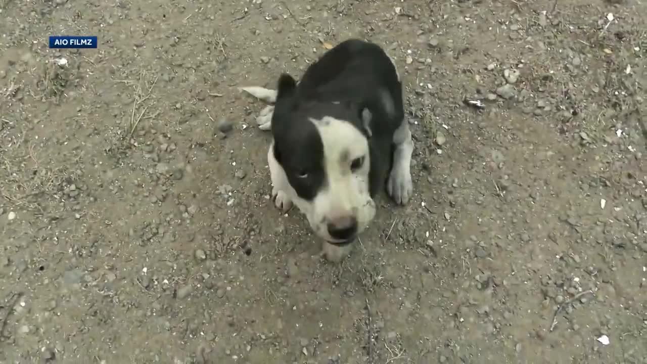 Watch a puppy being rescued from Northern California wildfire