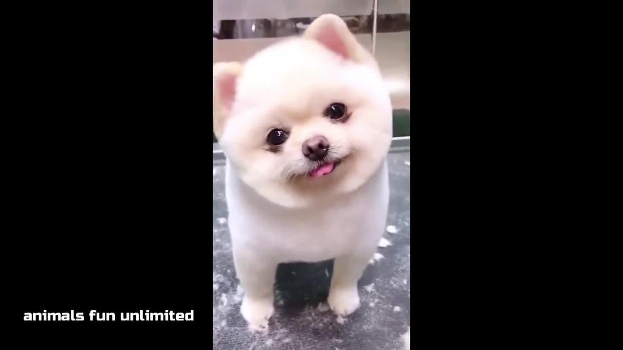 Funniest & Cutest Labrador Puppies - funny puppy videos2022
