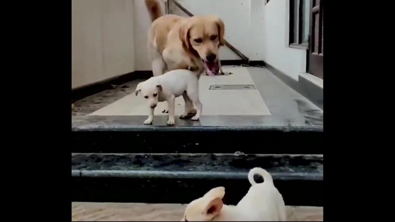 Baby Dogs - Funny Dog Videos Compilation