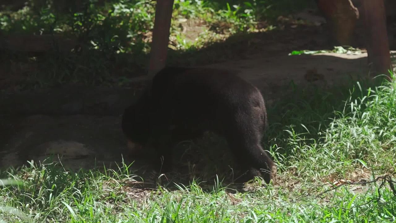 bear Search in food in soil