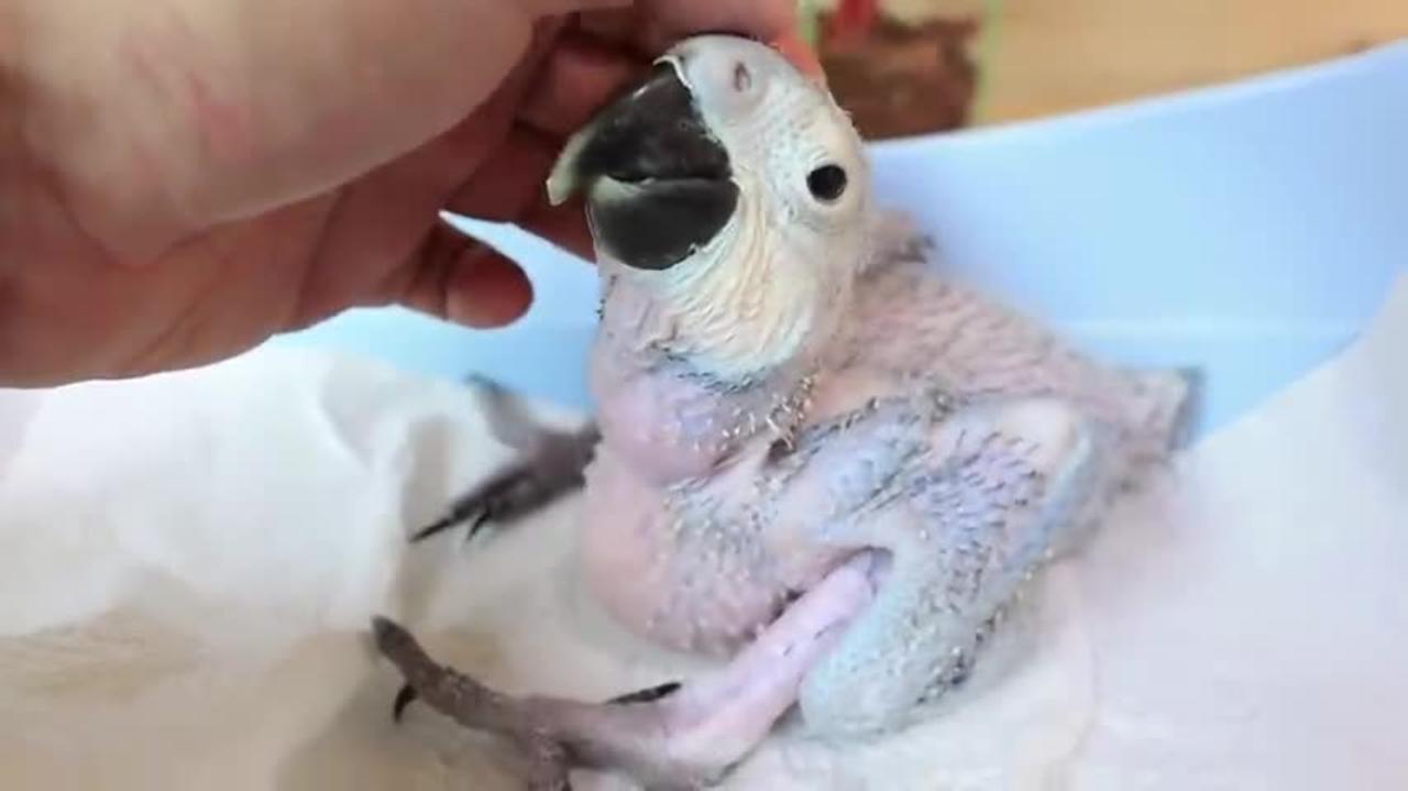 How baby macaw grows up