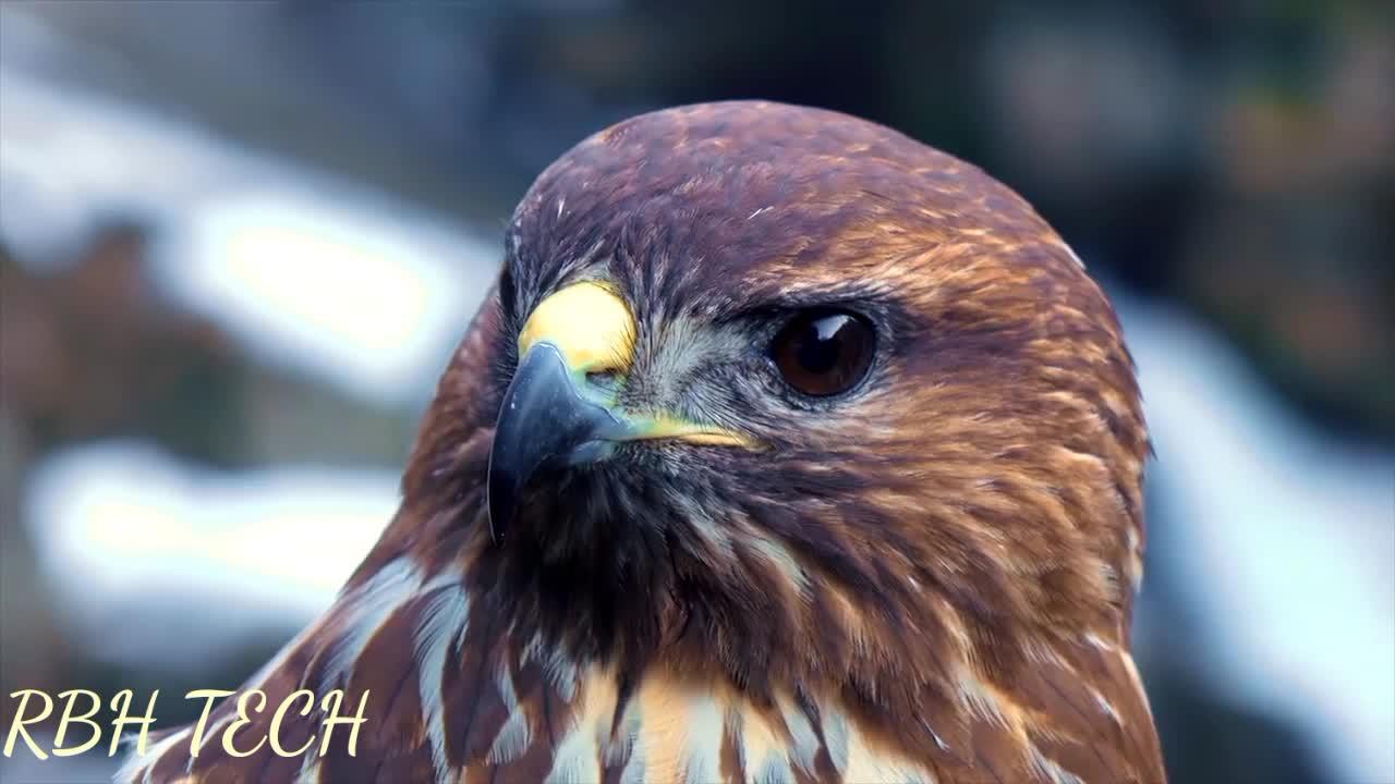 Bird is beautiful Watch here