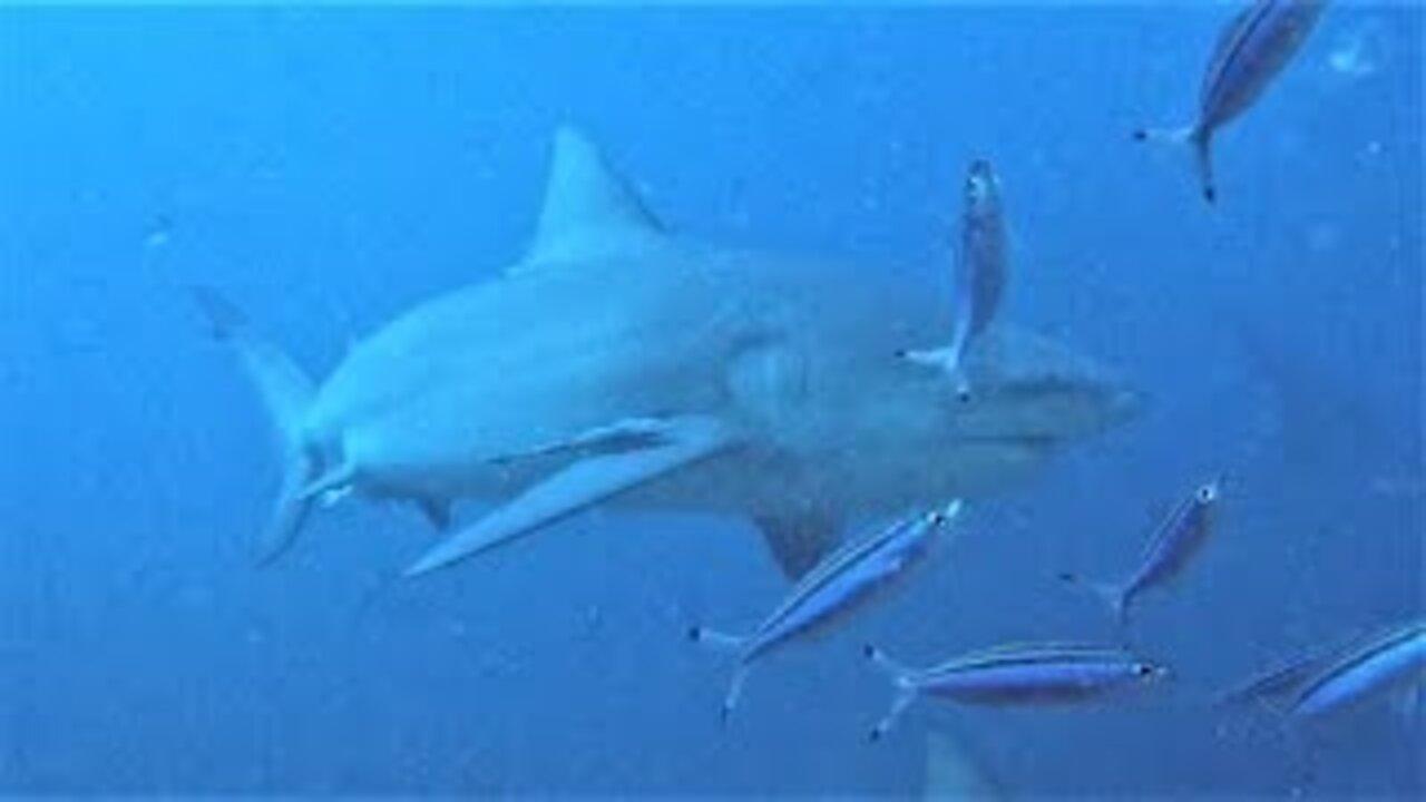 Lucky divers get front row seats for bull shark feeding frenzy!