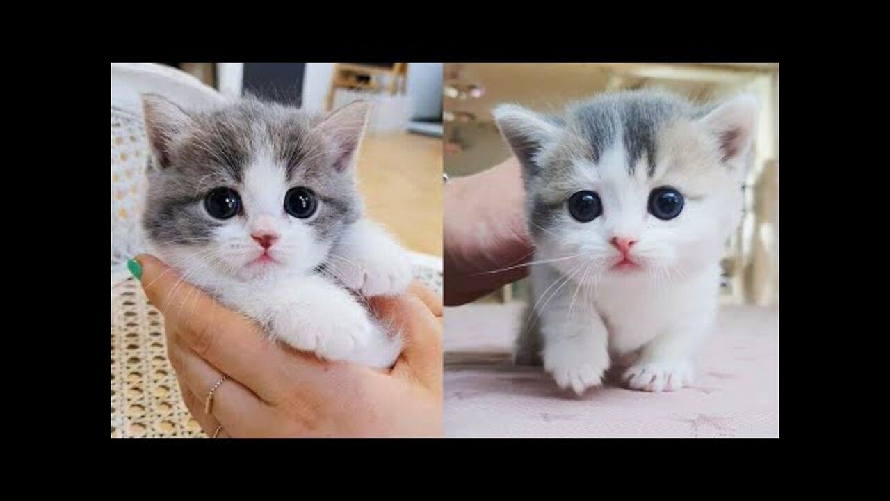 Baby Cats - Cute and Funny Cat Videos Compilation #38 | Aww Animals