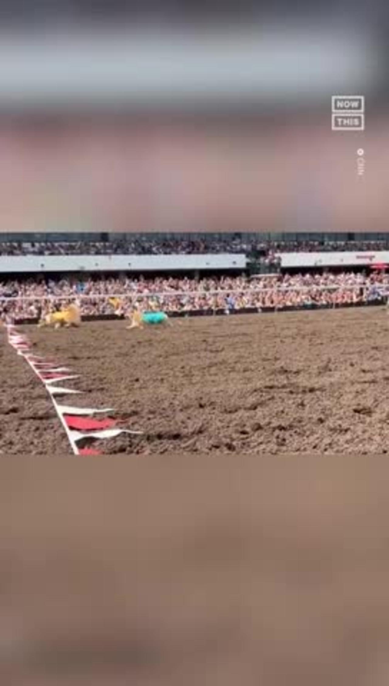 72 Fast & Furry-ous Corgis Compete in Race